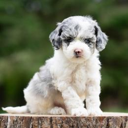 Cloud - Merle male Cockapoo puppy in Seattle, Washington from Sweet Home Doodles