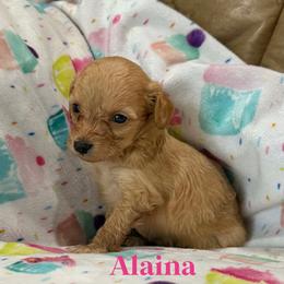 Alaina - Buff female Cockapoo puppy in Winnsboro, Texas from Happy Hollow Ranch