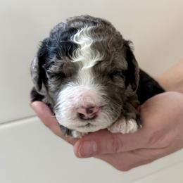 Bernedoodle, Bernese Mountain Dog, Cavalier King Charles Spaniel, Cavapoo, and Poodle Puppies from Ellas.Pups (Bernedoodles & Cavapoos)
