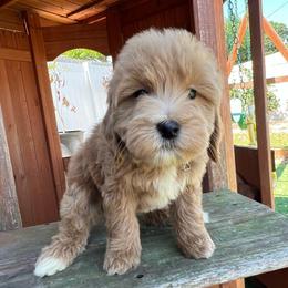 Light Green Girl - Apricot female Goldendoodle puppy in Largo, Florida from My Favorite Doodle