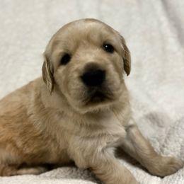 Green girl - Golden female Golden Retriever puppy in Rockwell, North Carolina from KnL Golden Acres