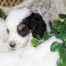 Black Tri Male - Phantom male Poodle puppy in Belgreen, Alabama from Scott’s Farm Poodles and Doodles