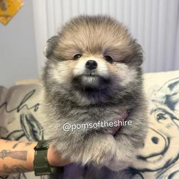 Morwen - Orange sable female Pomeranian puppy in Boca Raton, Florida from Poms of The Shire