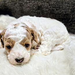 Sparky - Parti male Goldendoodle puppy in Forest, Ohio from Mini Doodle Buddies