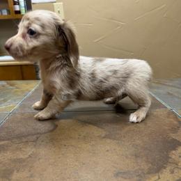 Luna Belle Starr Robel - Dapple female Dachshund puppy in Irving, Texas from DFW Dachshunds by G & S