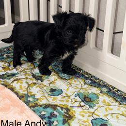 Andy - Black and tan male Yorkshire Terrier puppy in Gilbert, Arizona from Yorkie Your Soulmate Puppy