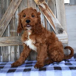 George - Orange Collar - Red male Irish Doodle puppy in Macedon, New York from Toodles Goldendoodles