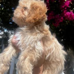 Girl 1 - Apricot female Poodle puppy in Riverside, California from Poodles