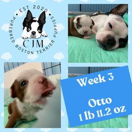 Boy 1 - Boston Terrier puppy in Jupiter, Florida from CJM Boston and Boxer Puppies