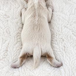 Winston - Cream and white male Shih Tzu puppy in Maize, Kansas from Air Capital Shih Tzu Puppies