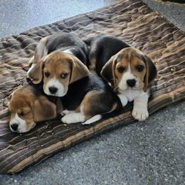 Beagle Puppies from Fairmont Beagles