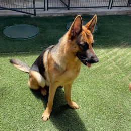 Juno - German Shepherd