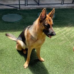Juno - German Shepherd