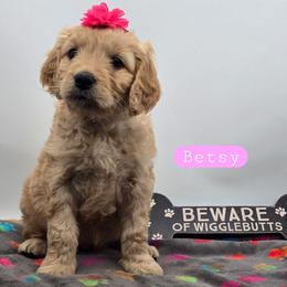 Betsy - Apricot female Goldendoodle puppy in Neillsville, Wisconsin from Granton Creek