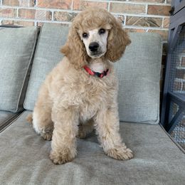 Coriander - Apricot Poodle puppy in Union Grove, Alabama from Beltane Bonnies