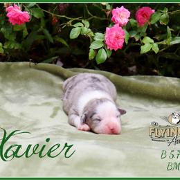 Xavier - Red merle male Miniature Australian Shepherd puppy in Madisonville, Texas from Flying LL Aussies