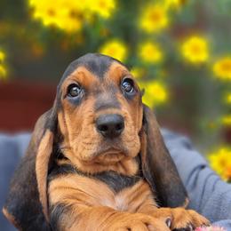 Basset Hound and Beagle Puppies from Orange Mountain Basset Hounds & Beagles