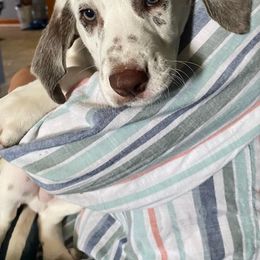 Dalmatian Puppies from Lemon Dalmations