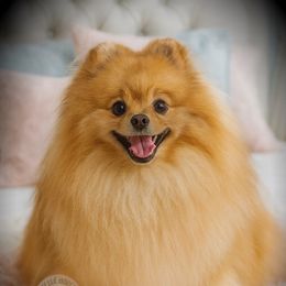 Freya - Pomeranian
