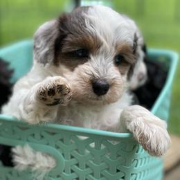 Calendula - Parti female Goldendoodle puppy in Eaton, Ohio from Dezi’s Sonshine Doodles