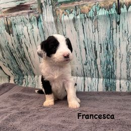 Francesca - Black and white female Sheepadoodle puppy in Blackfoot, Idaho from Son of a Poodle Sheepadoodles