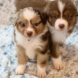 Teal collar - Red merle female Aussiedoodle puppy in 32046, Florida from River Hill Ranch