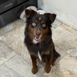 Ember - Miniature Australian Shepherd