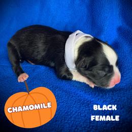 Chamomile - Black & white female Australian Shepherd puppy in Brookfield Township, Ohio from AussieLand Shepherds