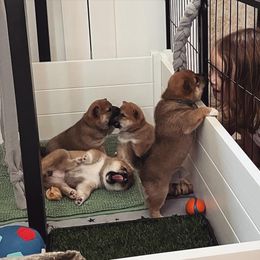 Shiba Inu Puppies from OlyInu
