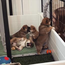 Shiba Inu Puppies from OlyInu