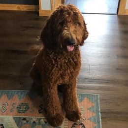 Indy - Goldendoodle