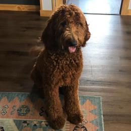 Indy - Goldendoodle