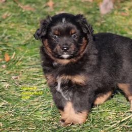 Kit Fisto - Black tri male Miniature American Shepherd puppy in Hillsdale, Michigan from Faithwalk Aussies and Mini American Shepherds