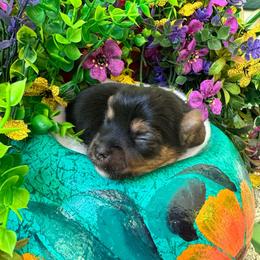 Bam Bam - Black and tan male Yorkshire Terrier puppy in Killen, Alabama from Yorkie Oodle Doodle