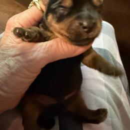 Teddy - Blue and gold male Yorkshire Terrier puppy in Greenville, South Carolina from Emerald Isle Yorkies
