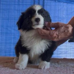 Boy 4 - Black male Border Collie puppy in Farmersville, Texas from Omegamtn Border Collies