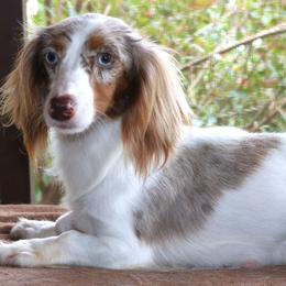 Peanut - Dachshund
