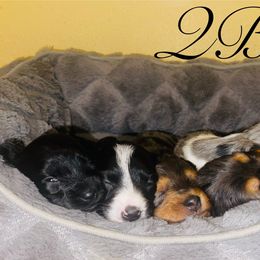 Dachshund Puppies from Queen Bee Doxies