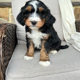 Louie - Tri-color male Bernedoodle puppy in Holtwood, Pennsylvania from Country Ridge Puppies