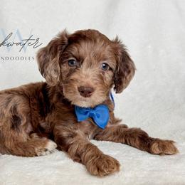 Whiskey - Merle male Goldendoodle puppy in Amarillo, Texas from Blackwater Doodles