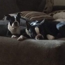 Boston Terriers from Hiser's Bluegrass Bostons