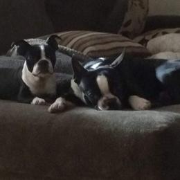 Boston Terriers from Hiser's Bluegrass Bostons
