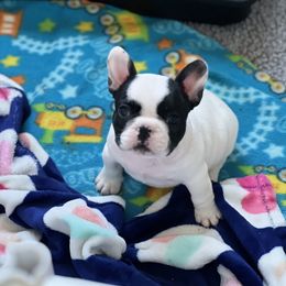 Boy 1 - White and brindle French Bulldog puppy in Galt, California from Glitz Bulliez