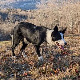 Meg - Border Collie