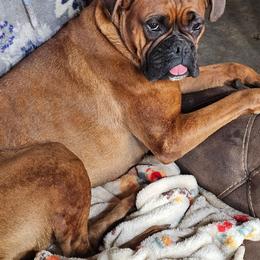 Violet - Boxer