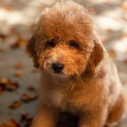 Shaggy - Red  Goldendoodle puppy in South Jordan, Utah from Diamond Companions