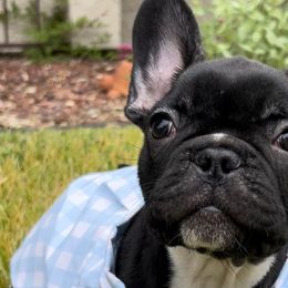 Osiris - Brindle and white French Bulldog puppy in Paso Robles, California from Divine French Bulldogs