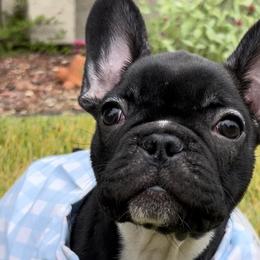Osiris - Brindle and white French Bulldog puppy in Paso Robles, California from Divine French Bulldogs