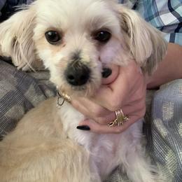 Benji - Morkie