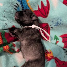 White collar - Gray cream and black male Keeshond puppy in Tumwater, Washington from Merrythought Keeshonden